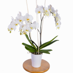 Phalaenopsis 2 branches dans son cache pot