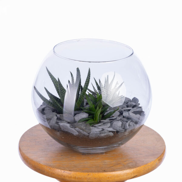 Terrarium rond sur table