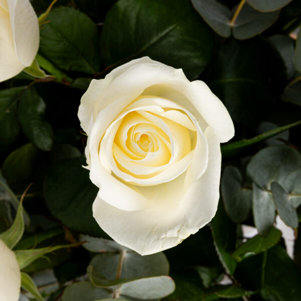 Bouquet roses blanches eucalyptus Fleuriste Strasbourg