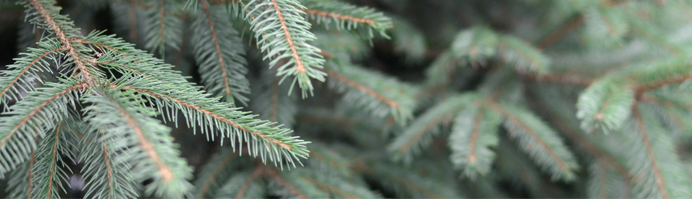 Sapins chez Fleurs Kammerer