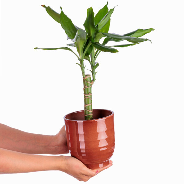 Compacta plante verte dans son cache pot